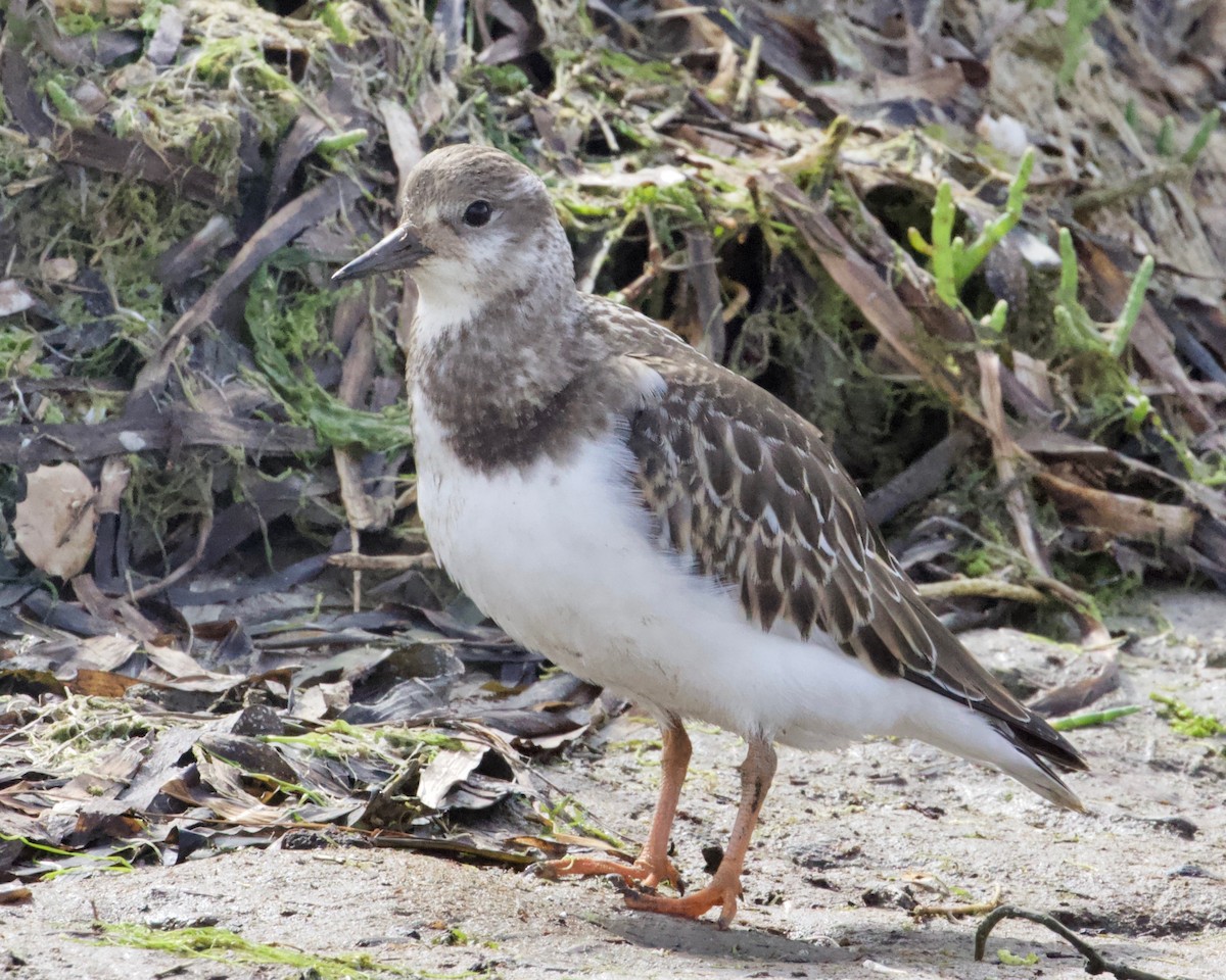 Ruddy Turnstone - ML174648251