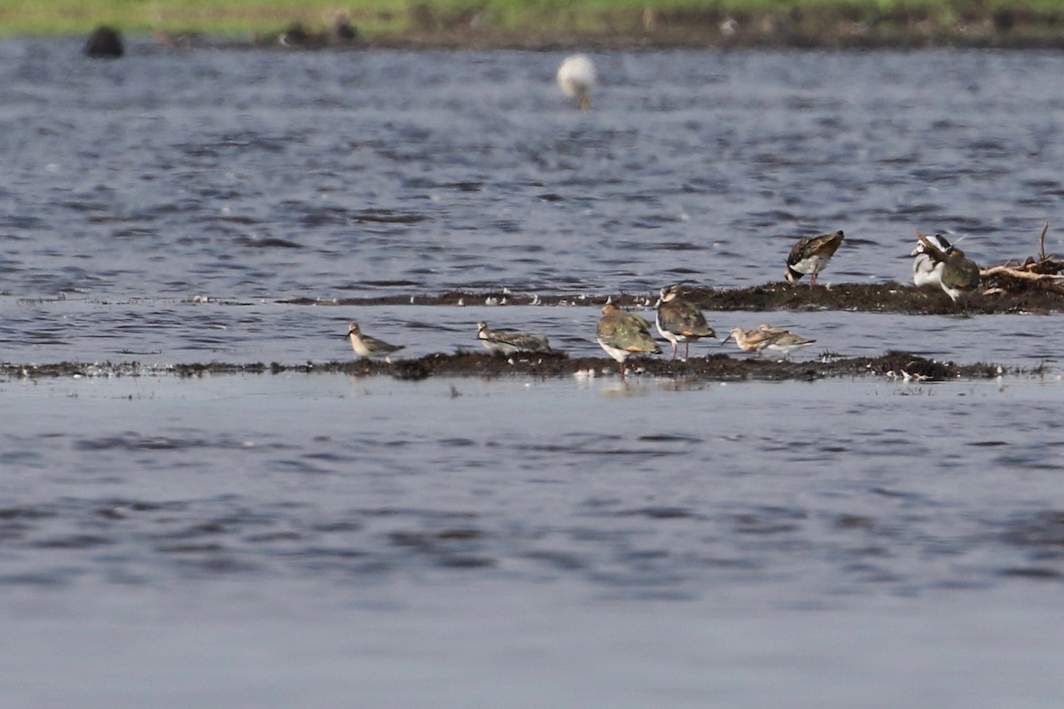 Curlew Sandpiper - ML174648311