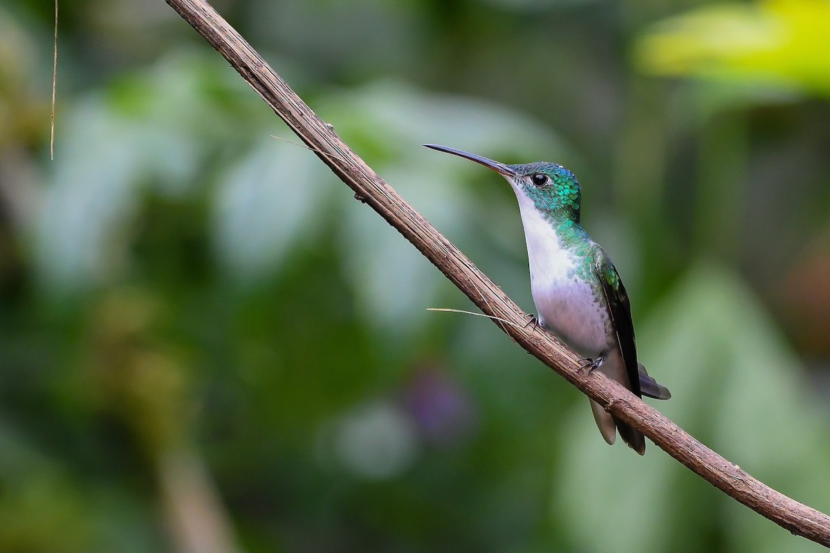 kolibřík andský - ML174648941