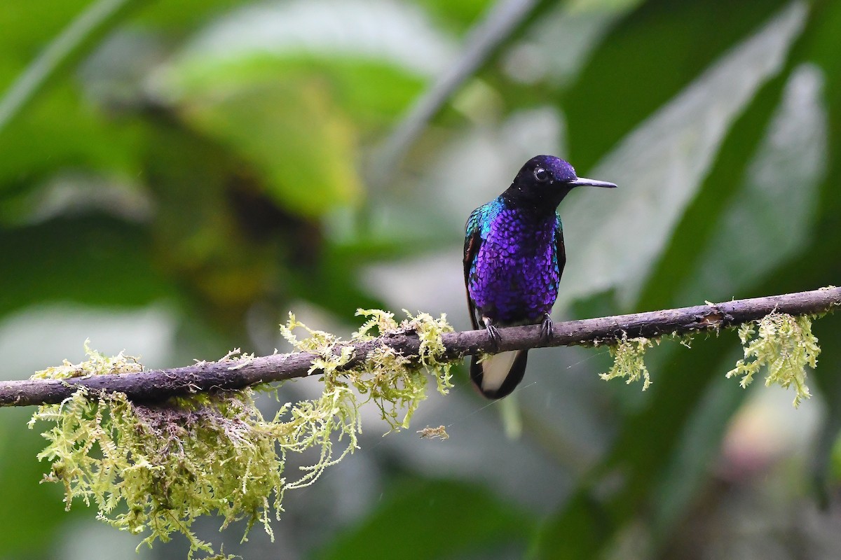 kolibřík hyacintový - ML174649301