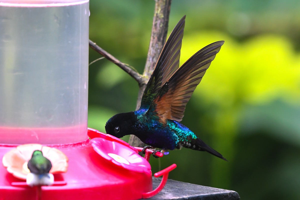 kolibřík hyacintový - ML174649321