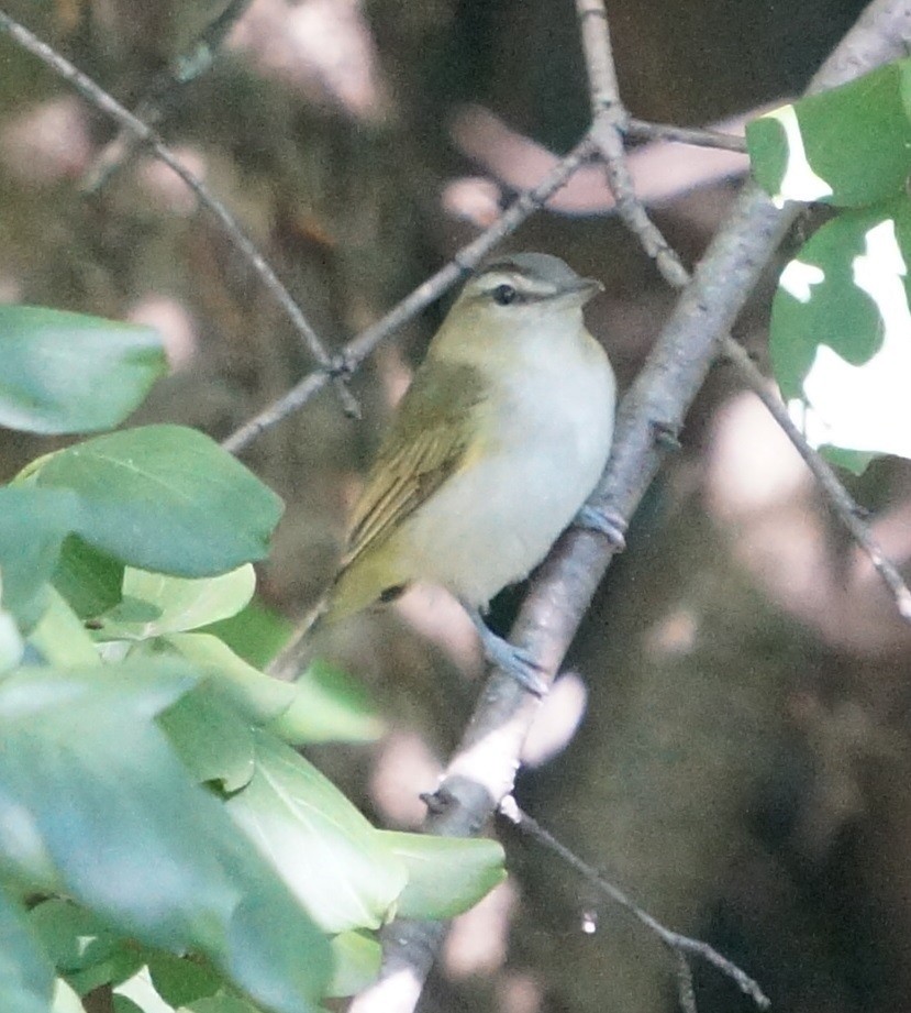 Red-eyed Vireo - ML174649361