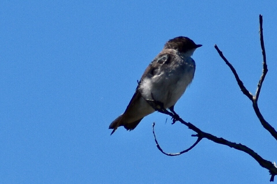 Hirondelle bicolore - ML174649571