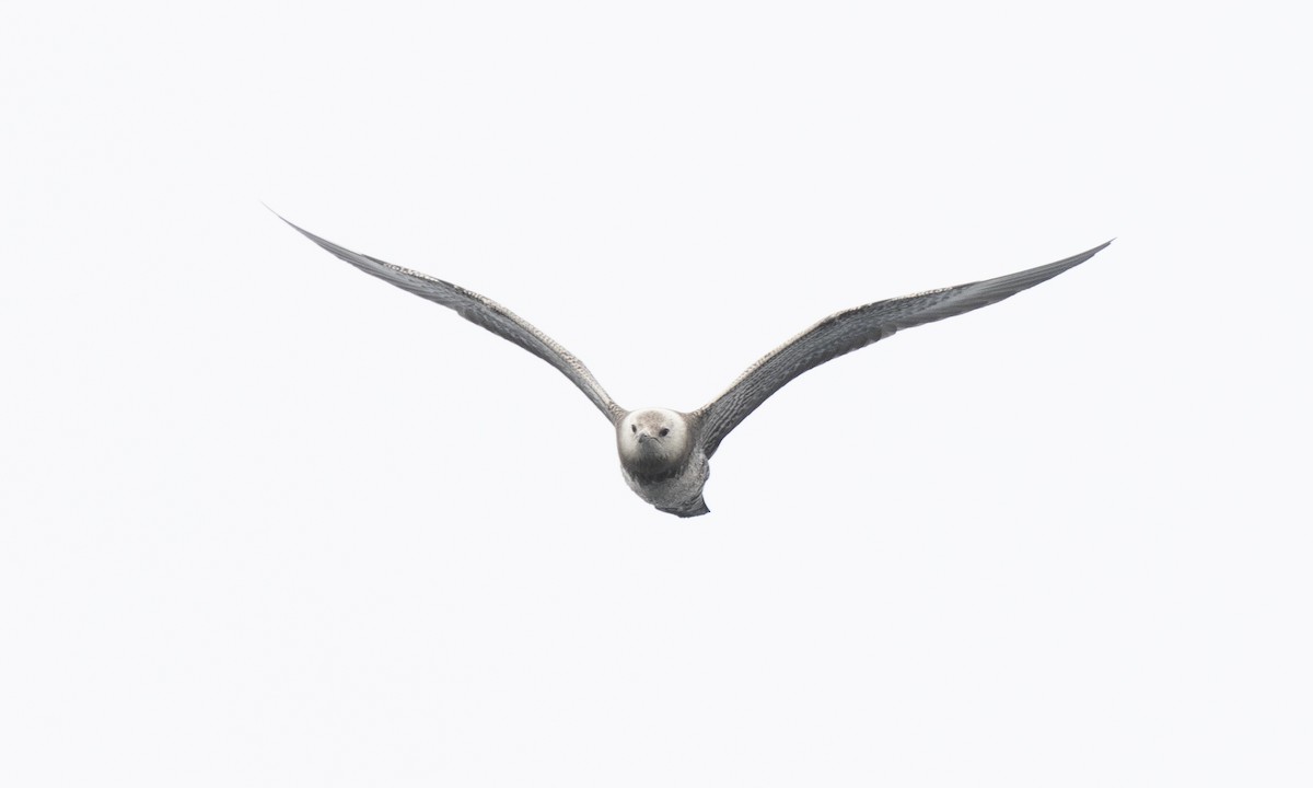 Long-tailed Jaeger - Brian Sullivan