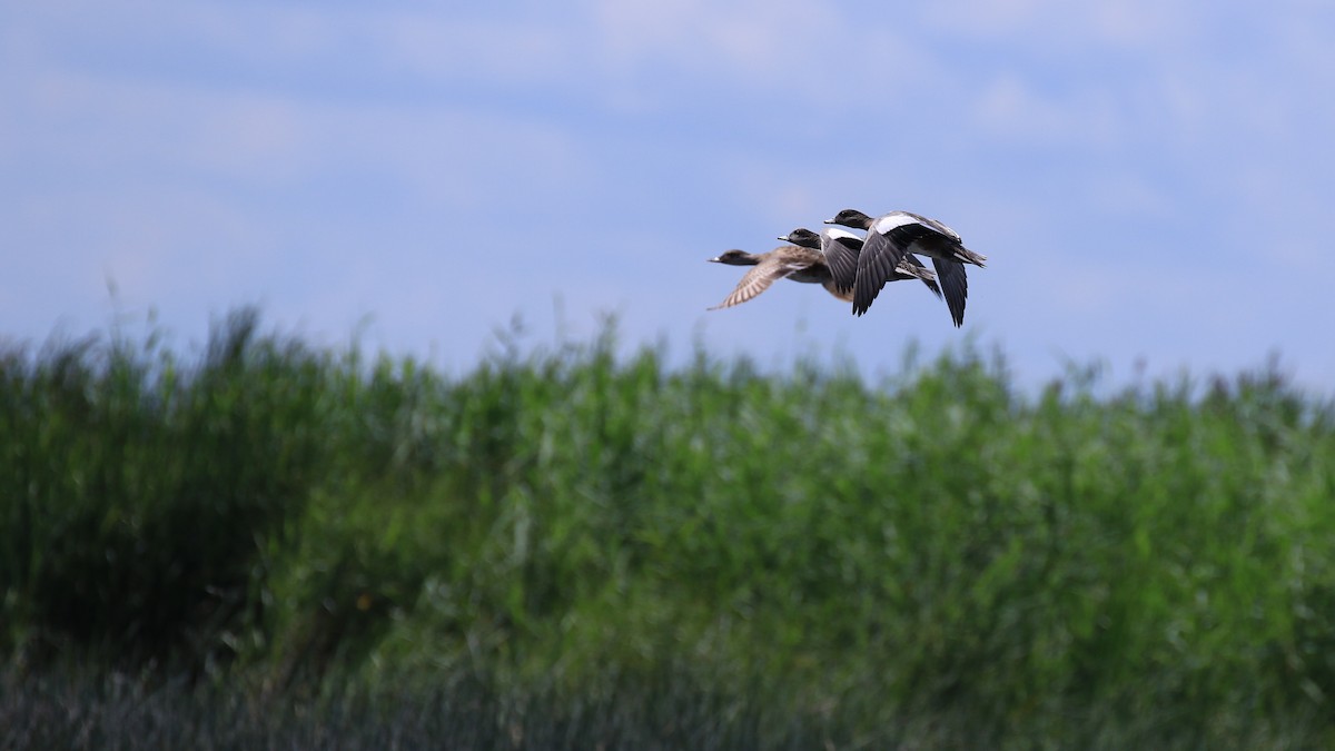 American Wigeon - Denis Tétreault