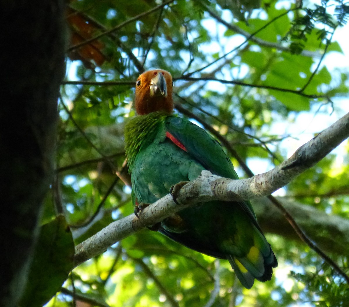 Bald Parrot - ML174651671