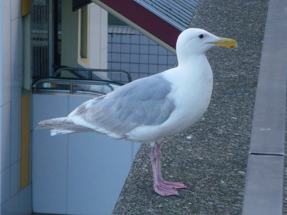 Glaucous-winged Gull - ML174651811