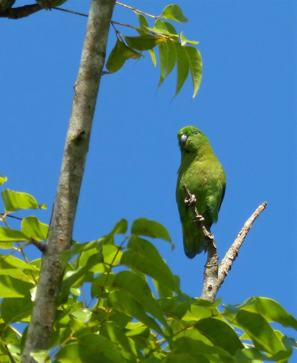 Dusky-billed Parrotlet - ML174651941