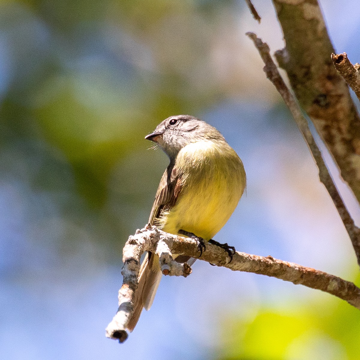 Sooty-headed Tyrannulet - ML174652181