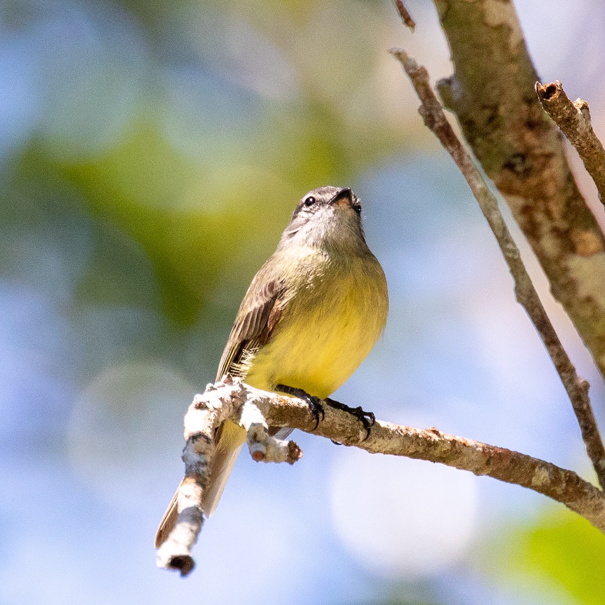 Sooty-headed Tyrannulet - ML174652211