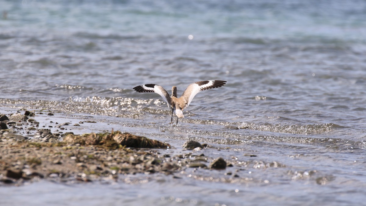 vodouš břehoušovitý (ssp. inornata) - ML174652281