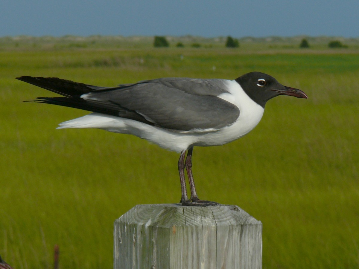 Laughing Gull - ML174654121