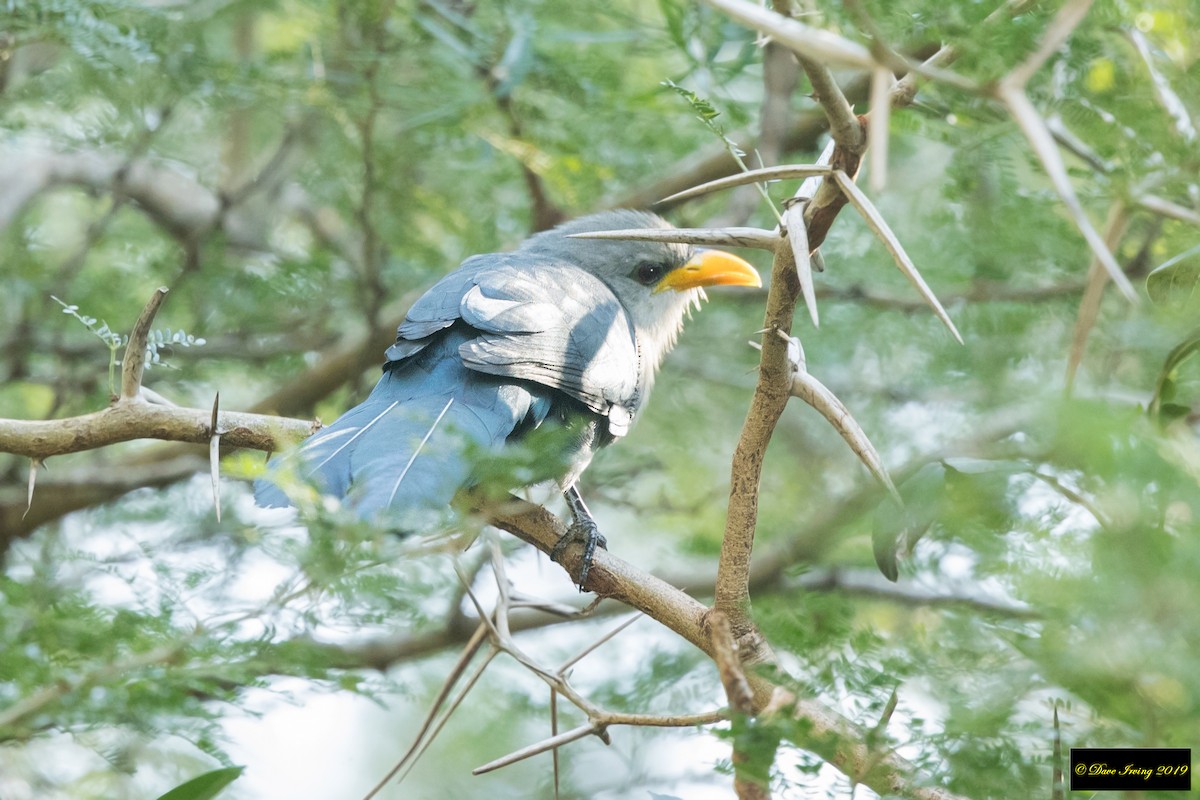 Green Malkoha - ML174655221