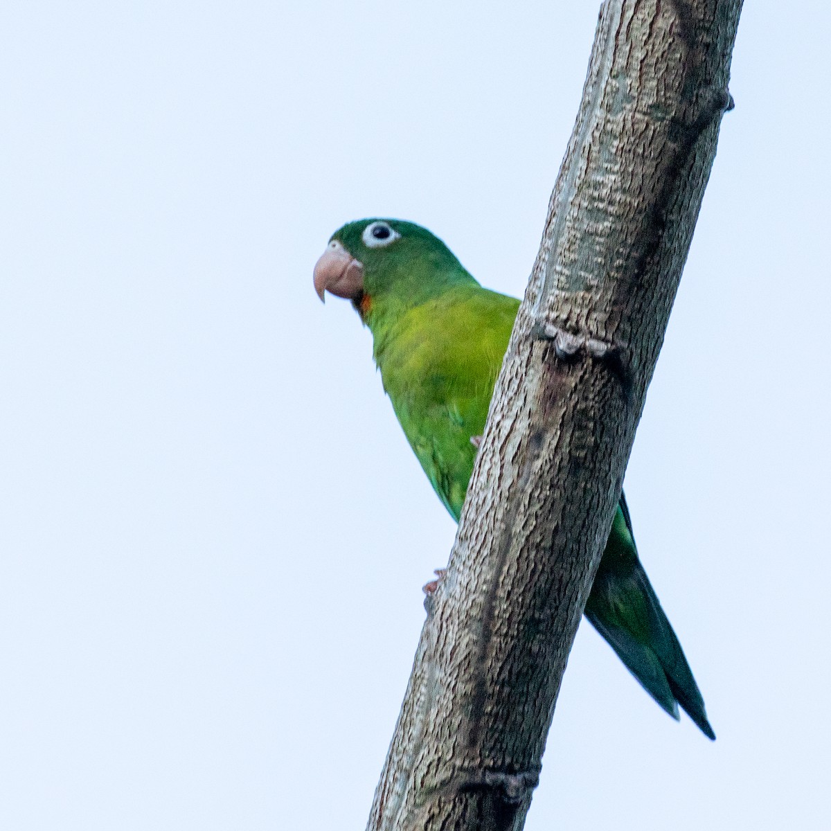 Orange-chinned Parakeet - Steve McInnis