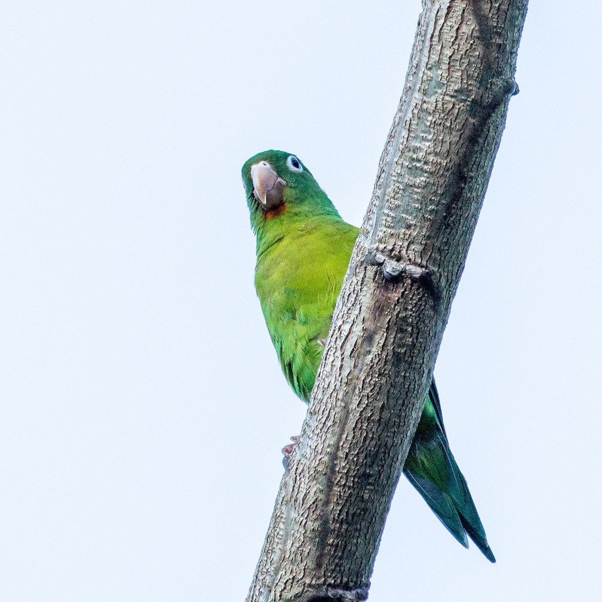 Orange-chinned Parakeet - ML174657621