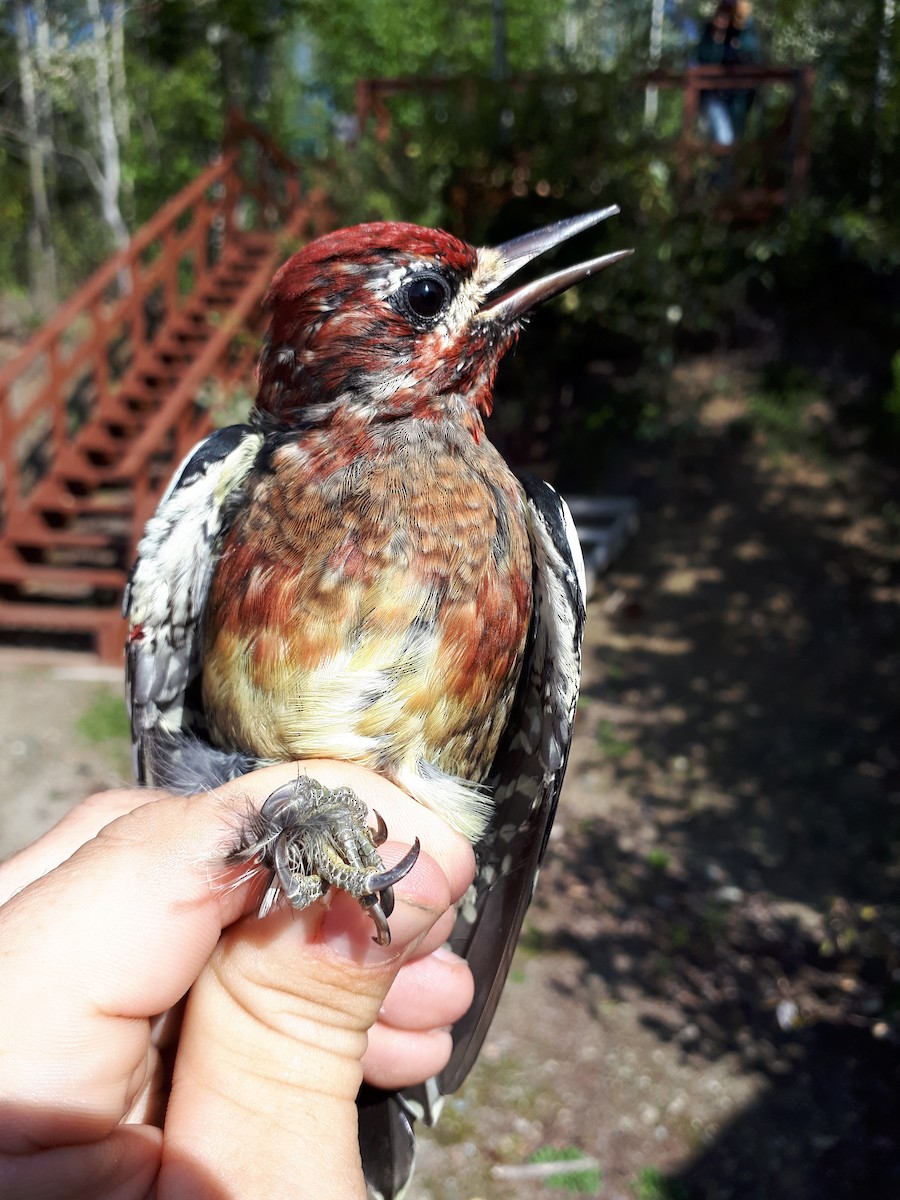 雑種 シルスイキツツキ x ムネアカシルスイキツツキ - eBird