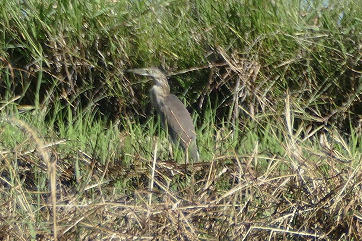 Javan Pond-Heron - ML174662031