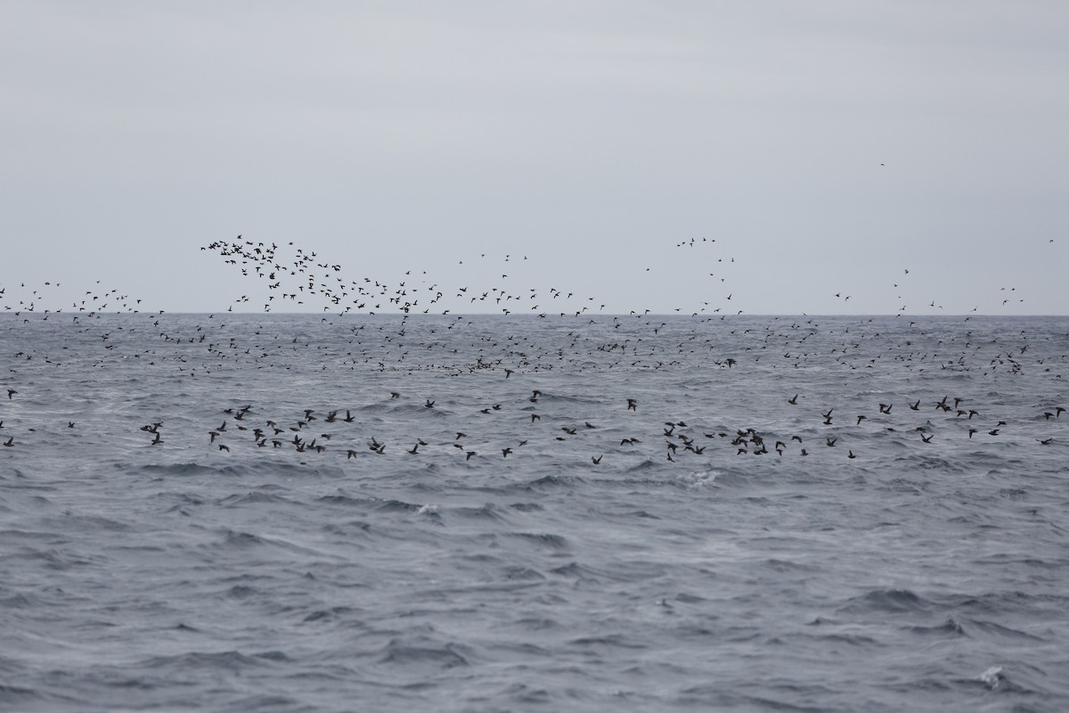 Crested Auklet - ML174662151