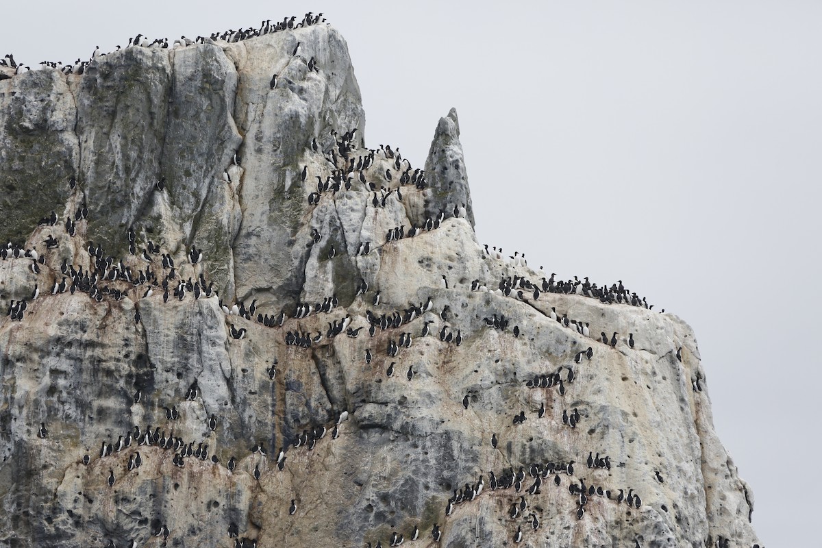 Thick-billed Murre - ML174662321
