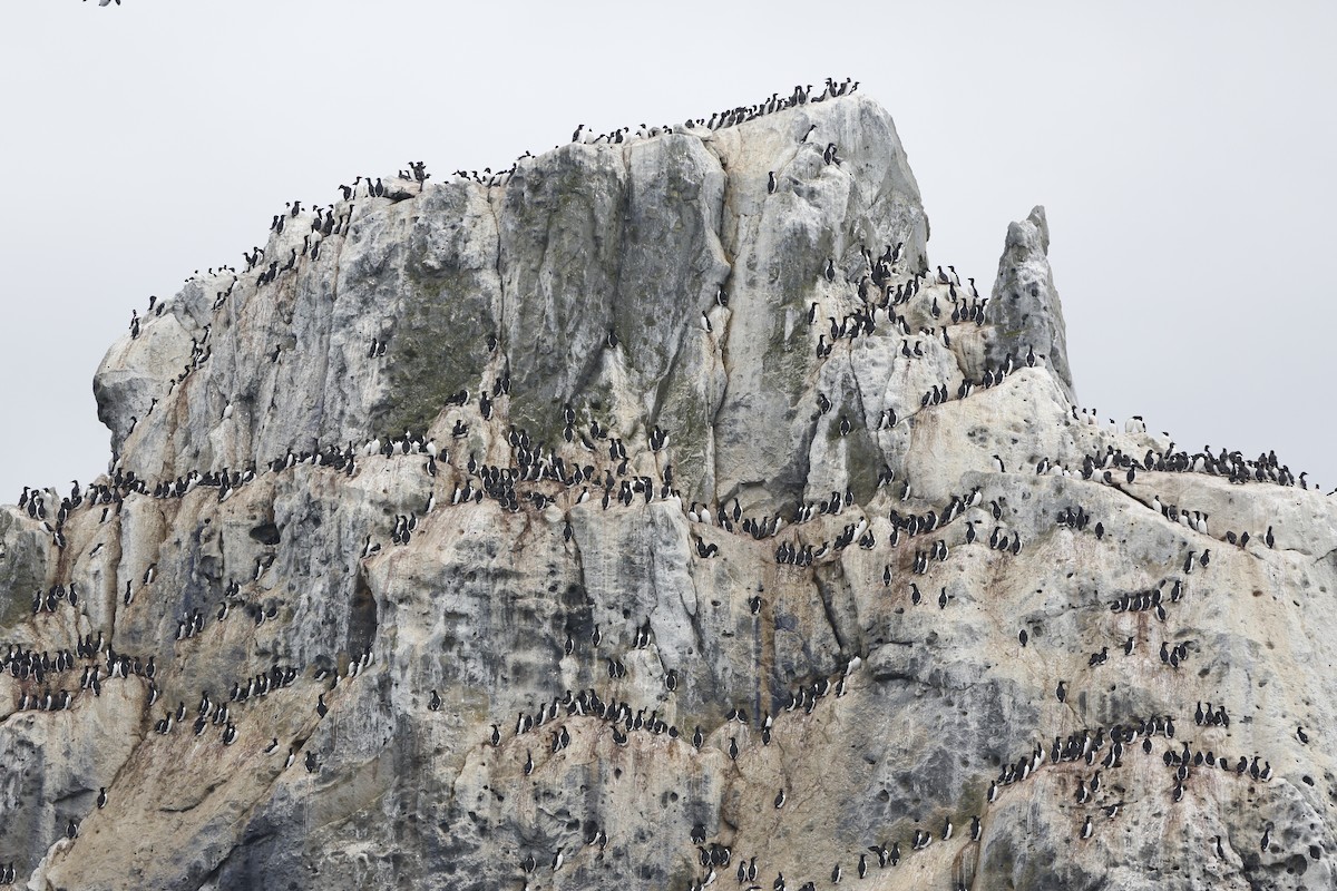 Thick-billed Murre - ML174662341