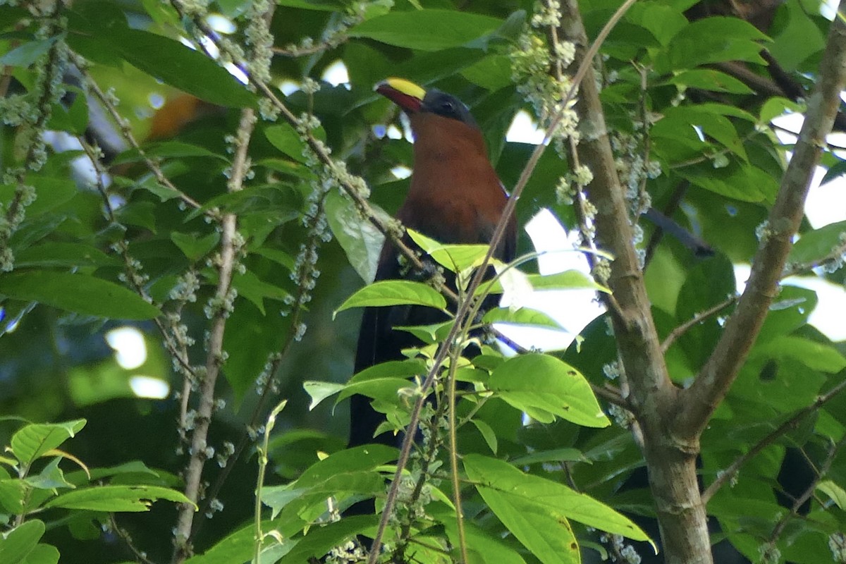 Yellow-billed Malkoha - ML174663791