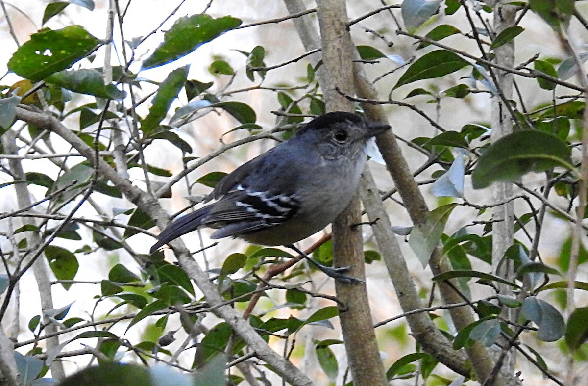 Variable Antshrike - ML174664711