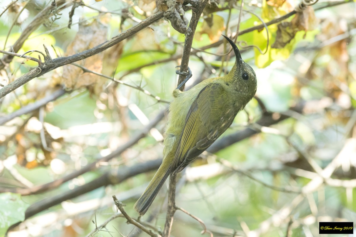 Olive Sunbird - ML174665071