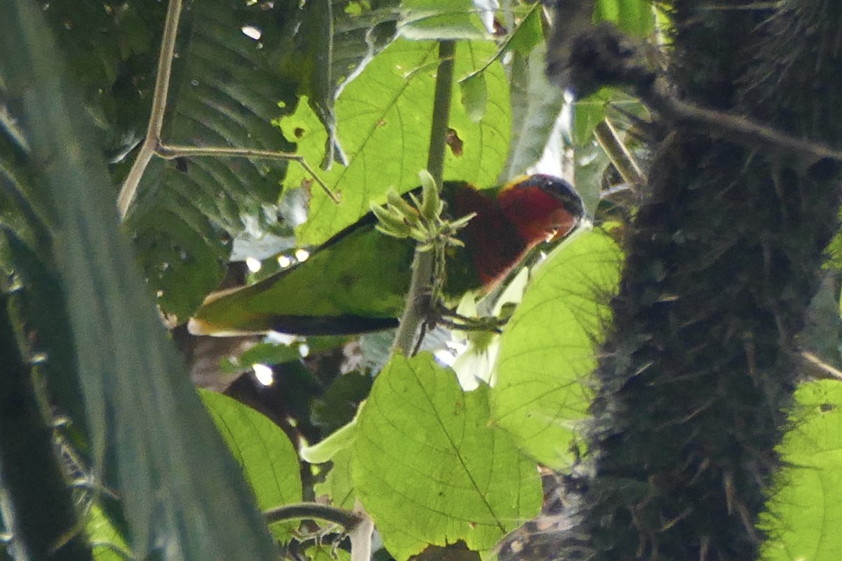 Ornate Lorikeet - ML174665411