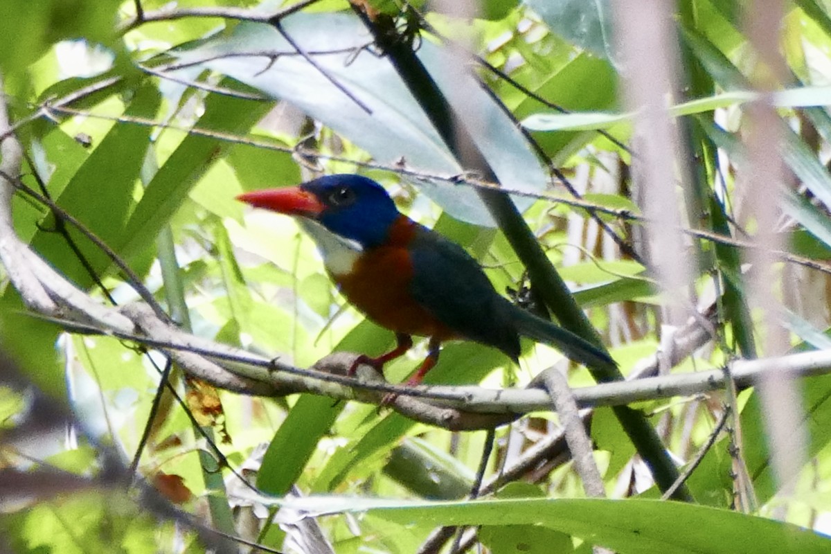 Green-backed Kingfisher (Blue-headed) - Peter Kaestner