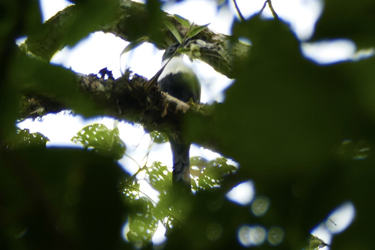 White-necked Myna (Northern) - ML174665841