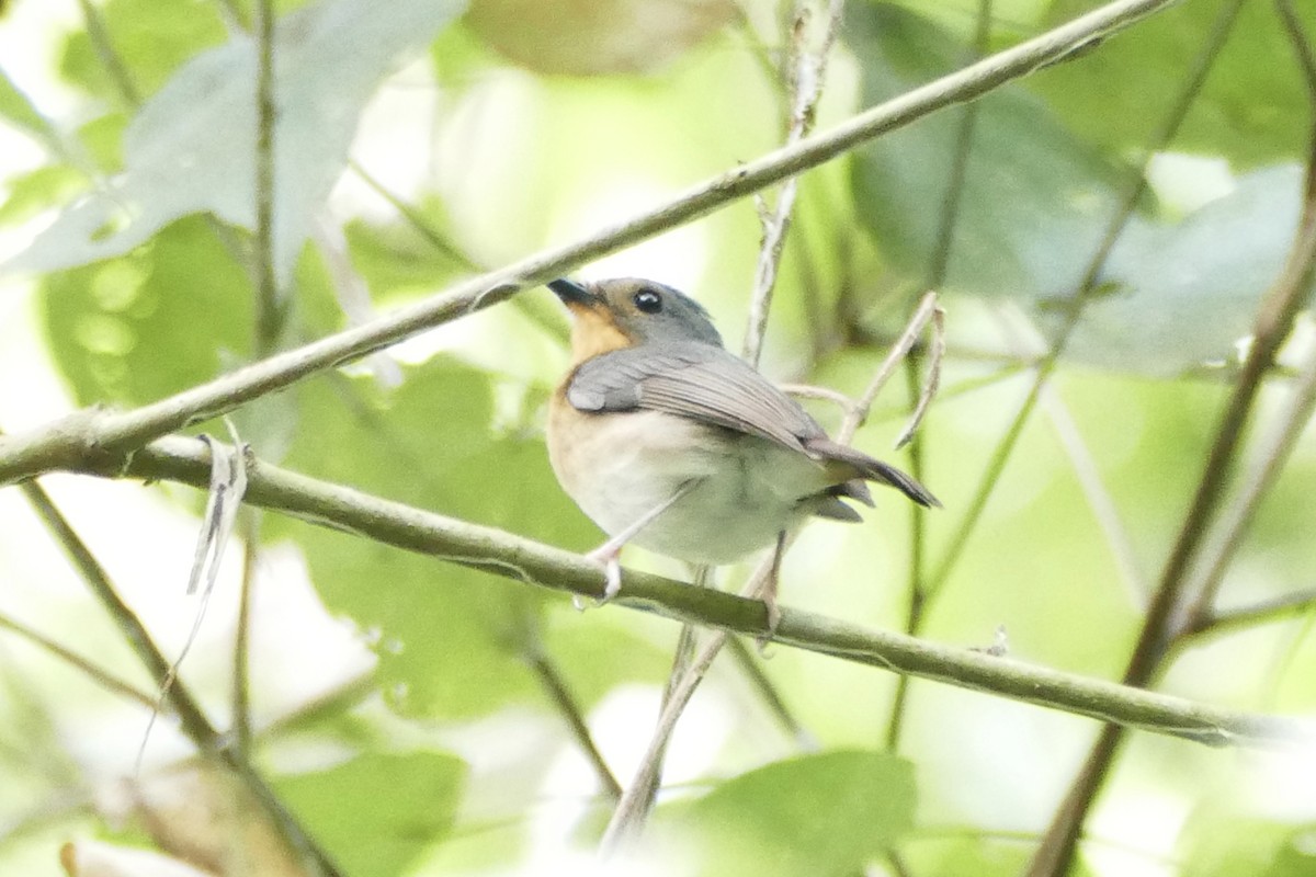 Rufous-throated Flycatcher - Peter Kaestner