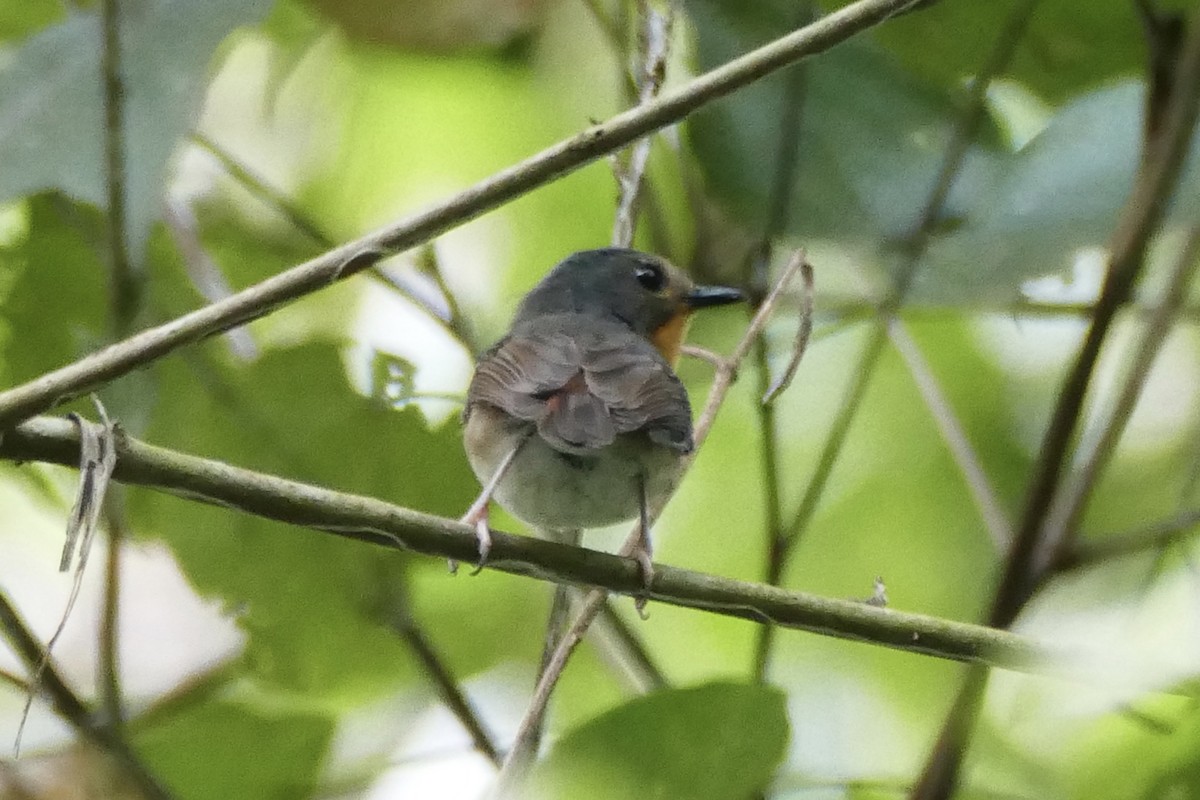 Rufous-throated Flycatcher - ML174669711