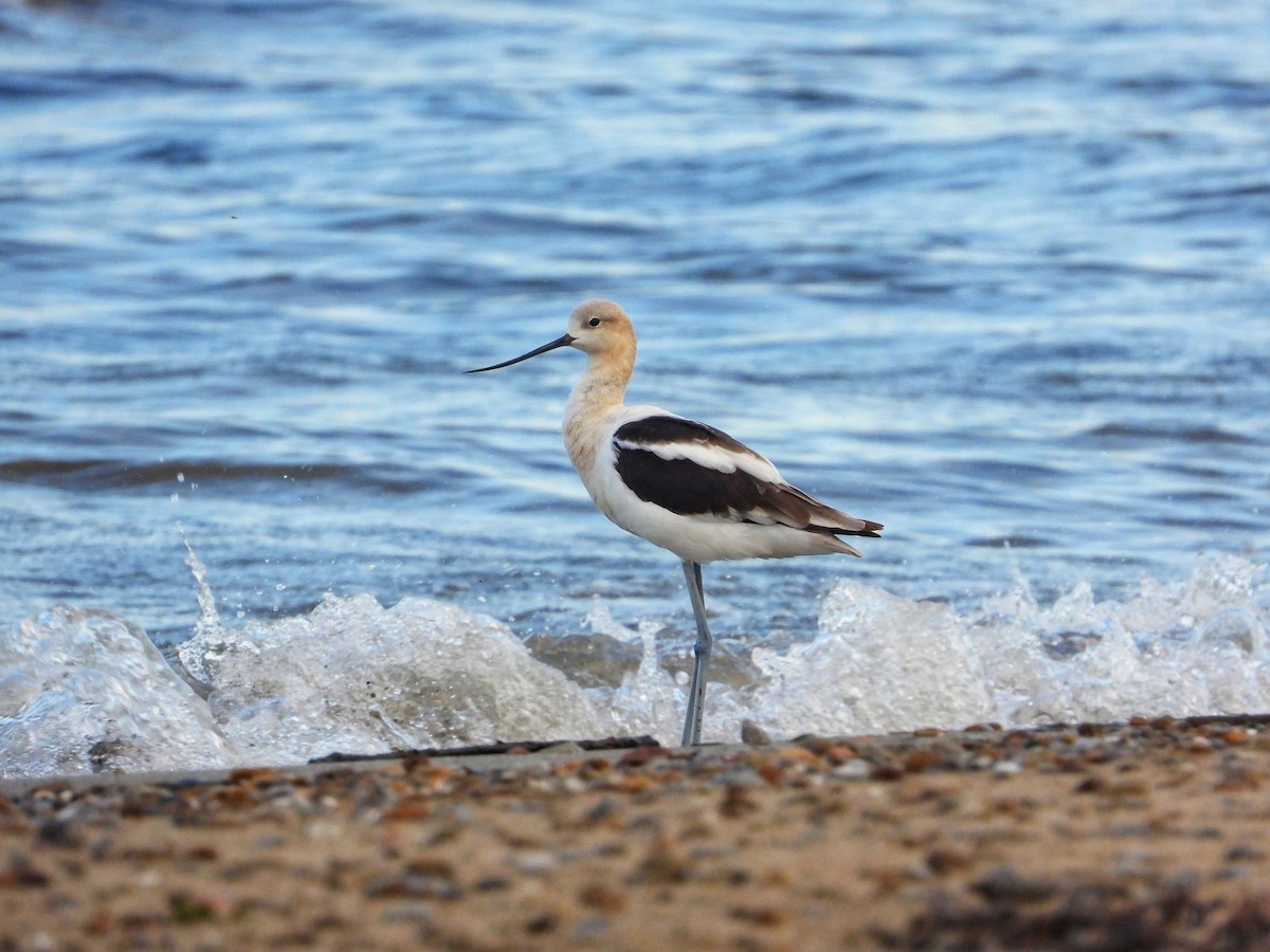 American Avocet - Sabrina Kornowski