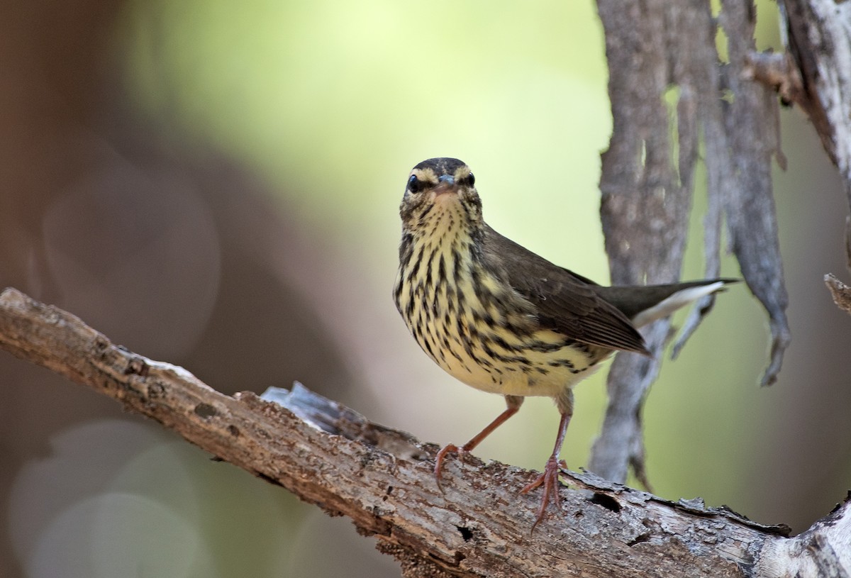 Northern Waterthrush - ML174671421