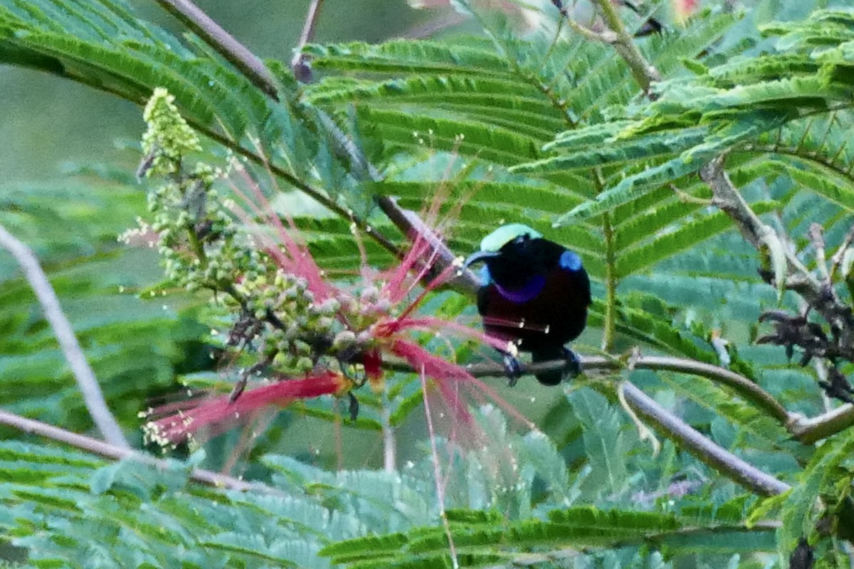 Black Sunbird - ML174671601