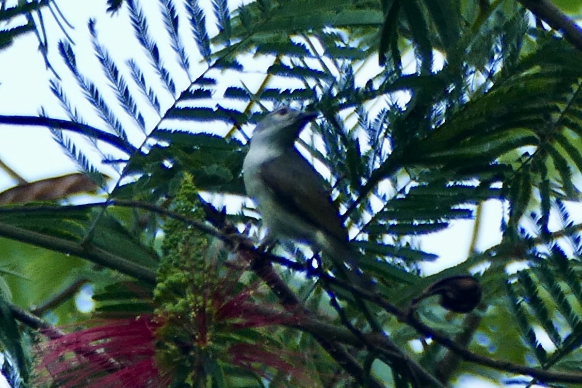 Brown-throated Sunbird - Peter Kaestner