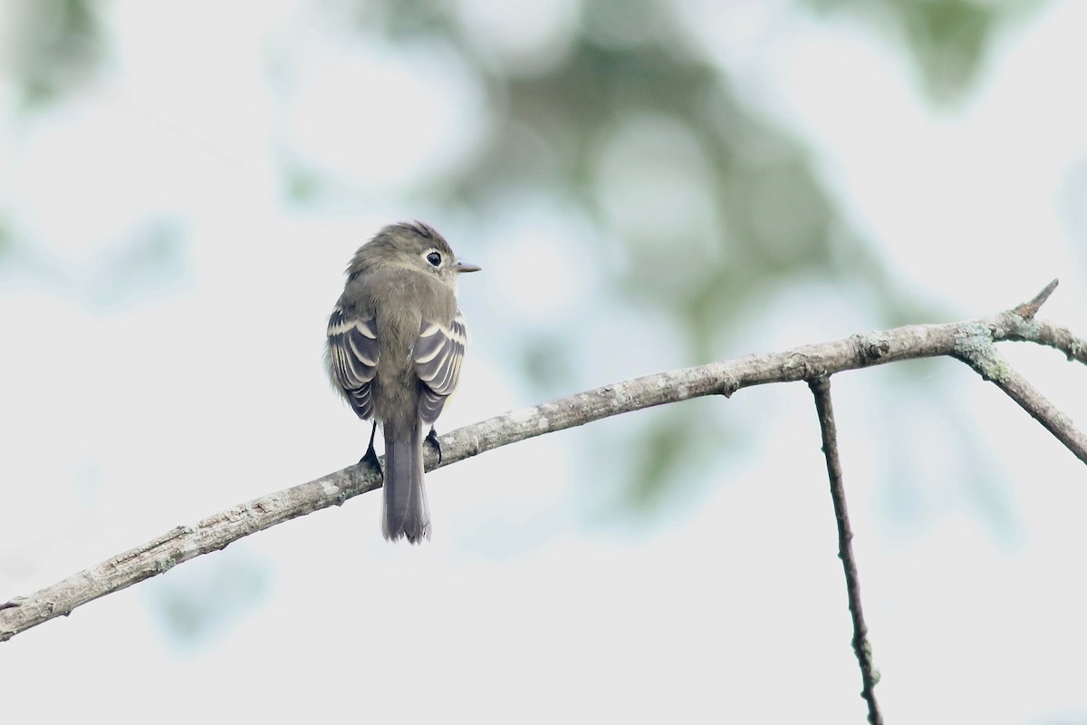 Least Flycatcher - ML174671941