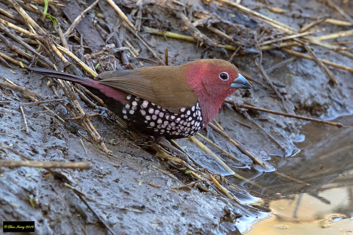 Pink-throated Twinspot - David Irving