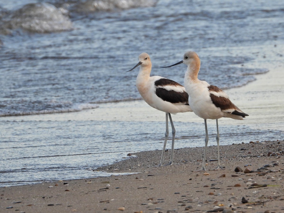 American Avocet - Sabrina Kornowski