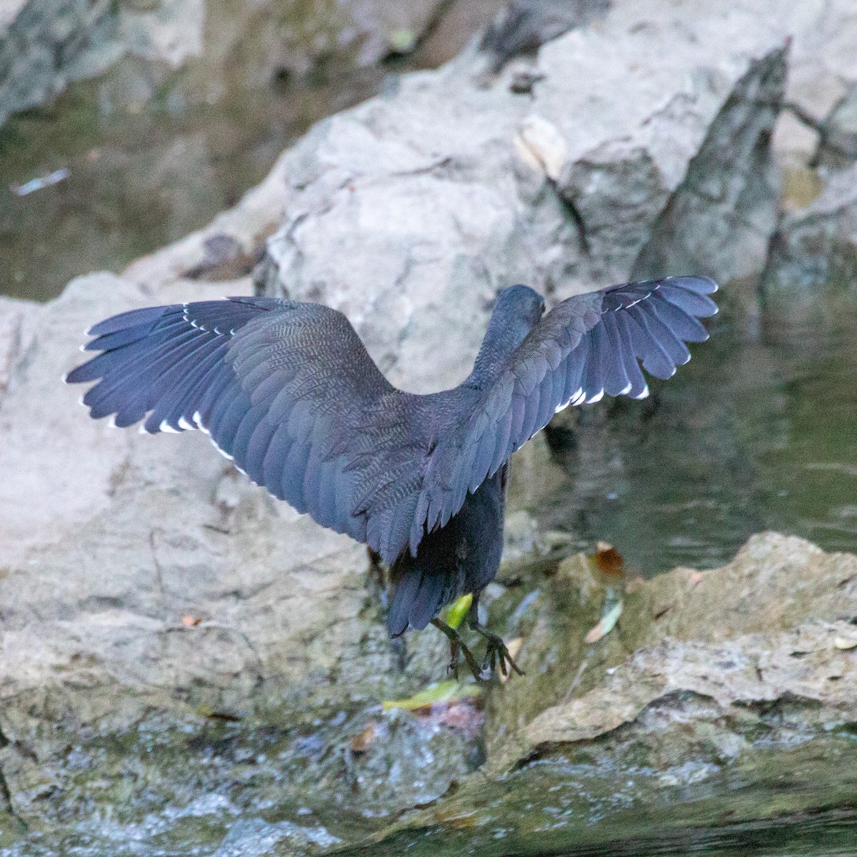 Fasciated Tiger-Heron - Steve McInnis