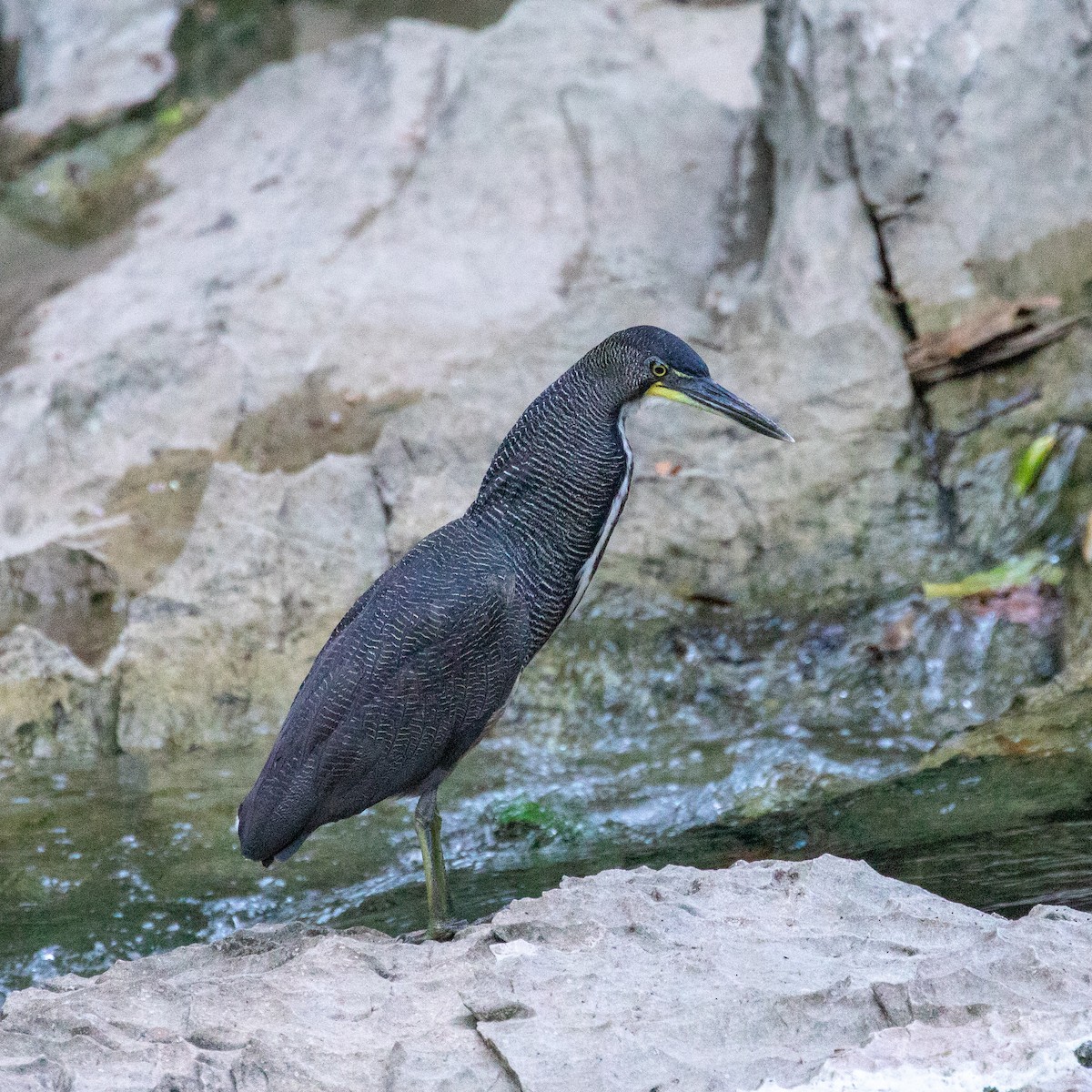 Fasciated Tiger-Heron - Steve McInnis