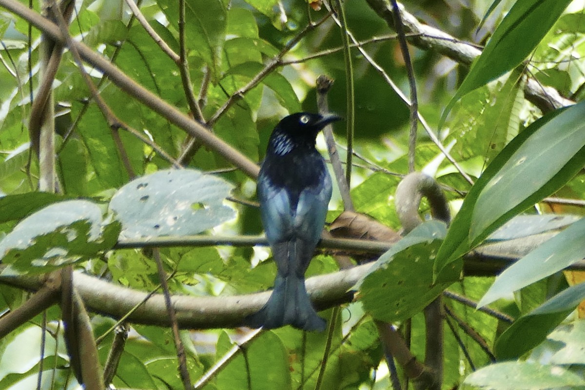 Hair-crested Drongo (White-eyed) - Peter Kaestner