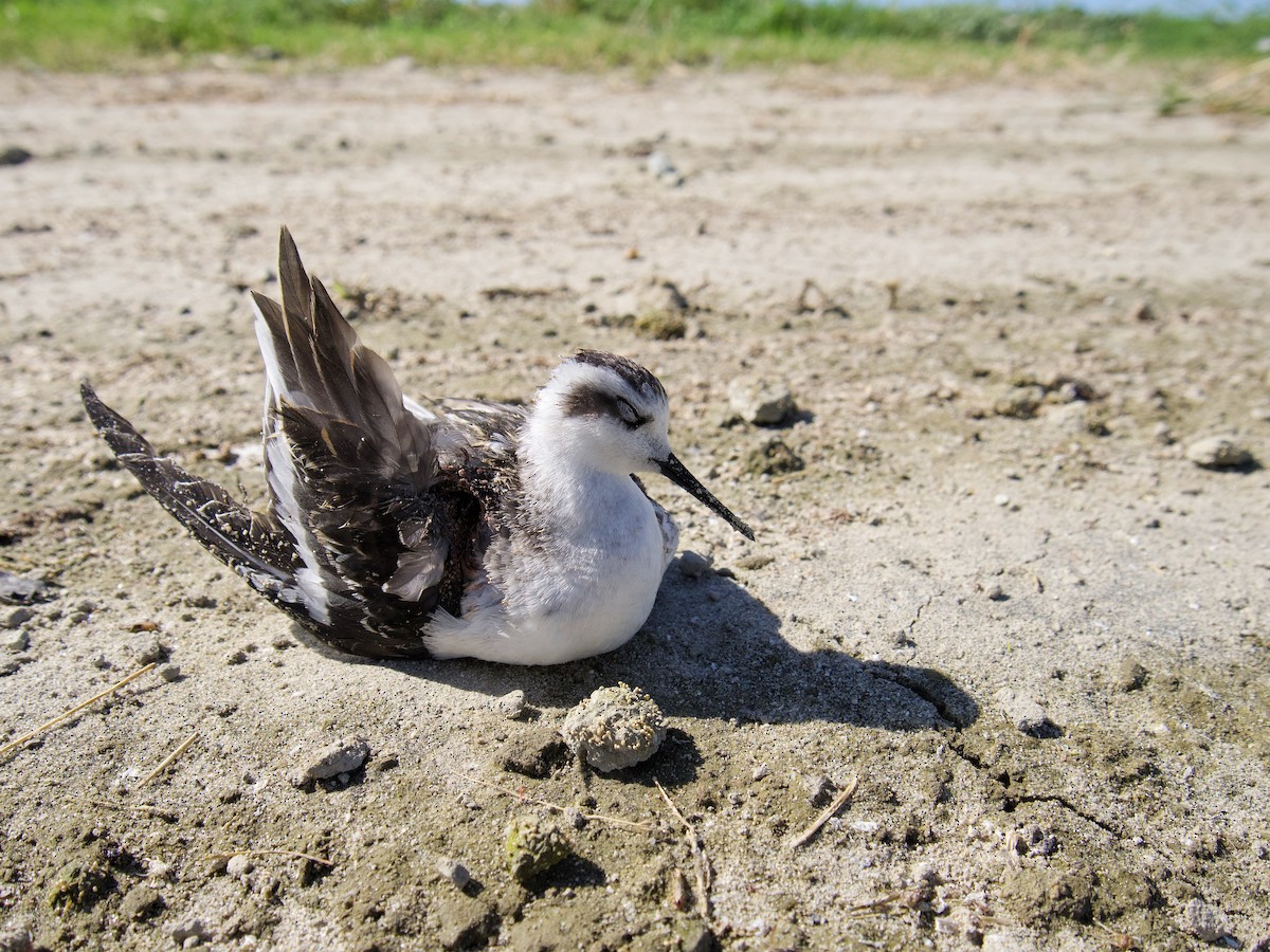 Круглоносый плавунчик - ML174674061