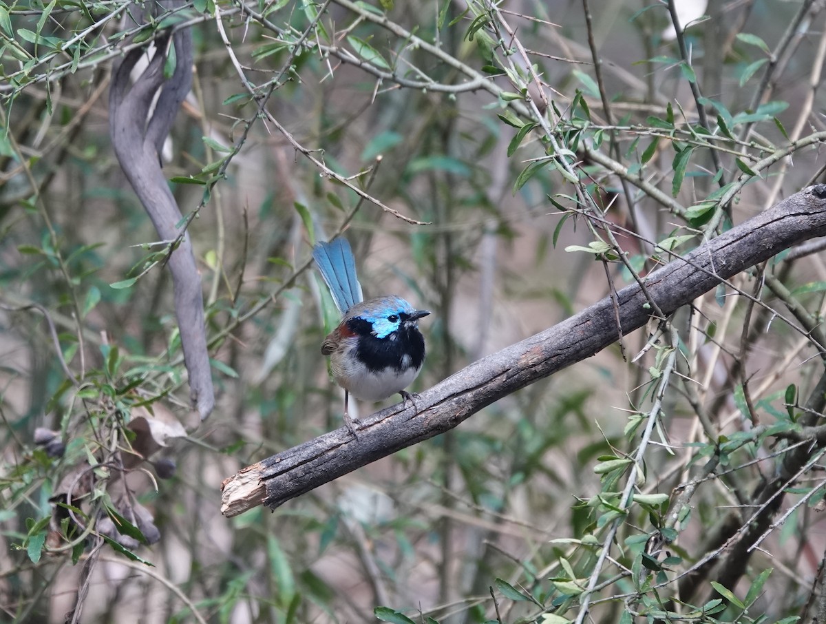 Variegated Fairywren - ML174676111