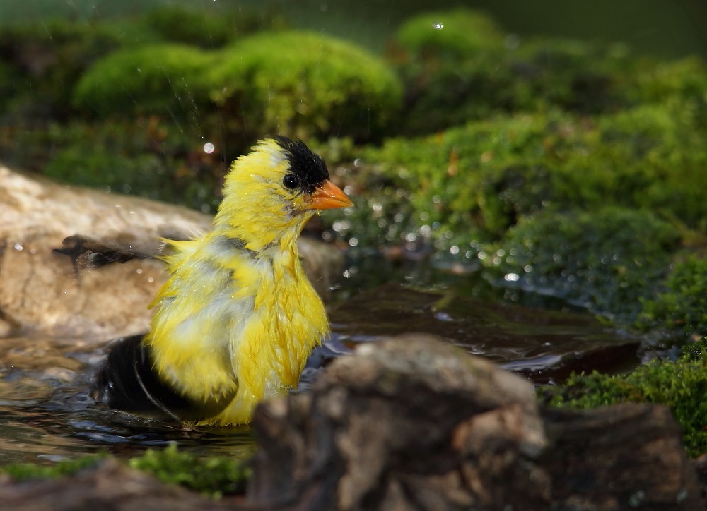 American Goldfinch - Josée Rousseau