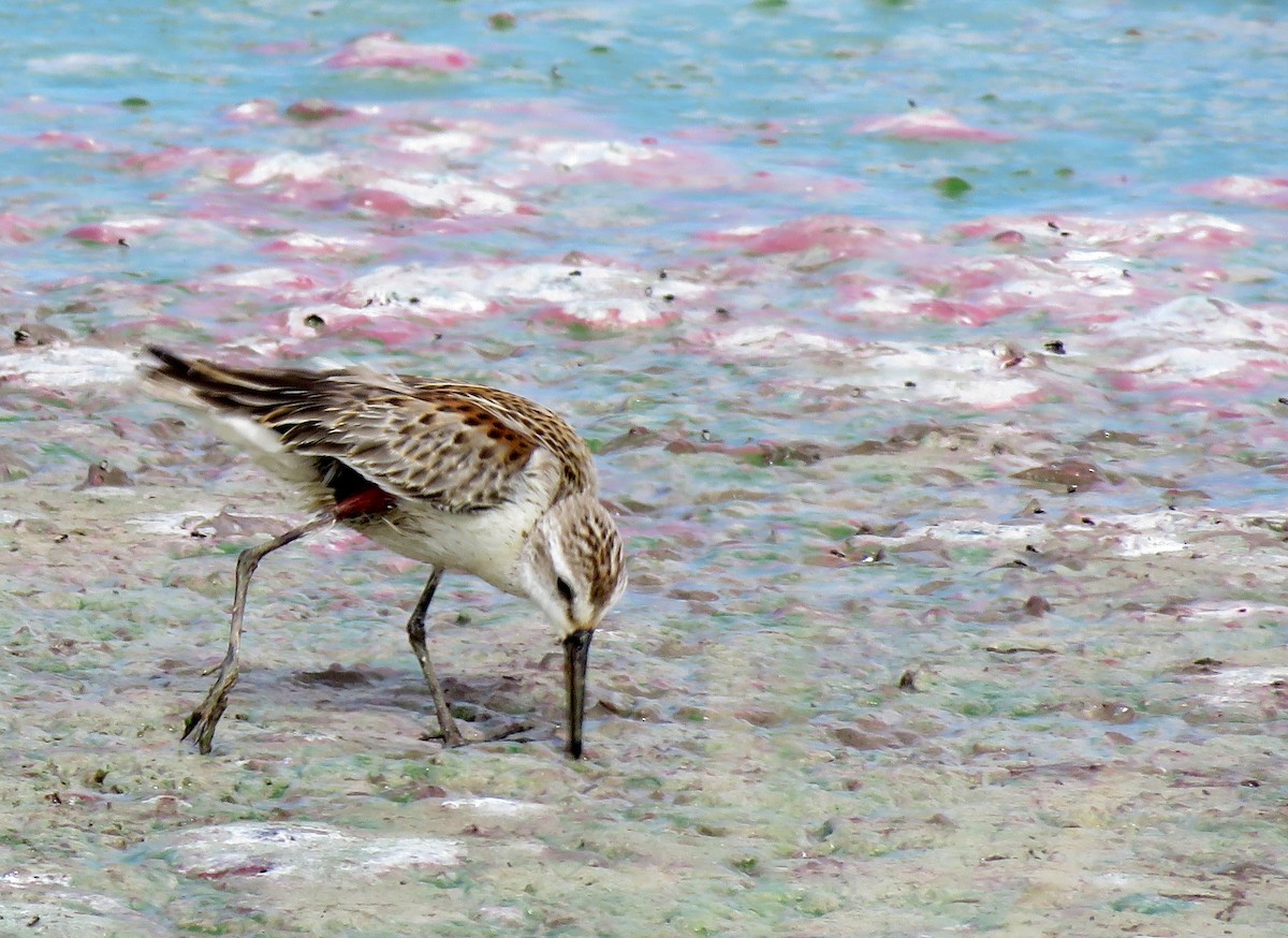 Western Sandpiper - Ricardo Barrios