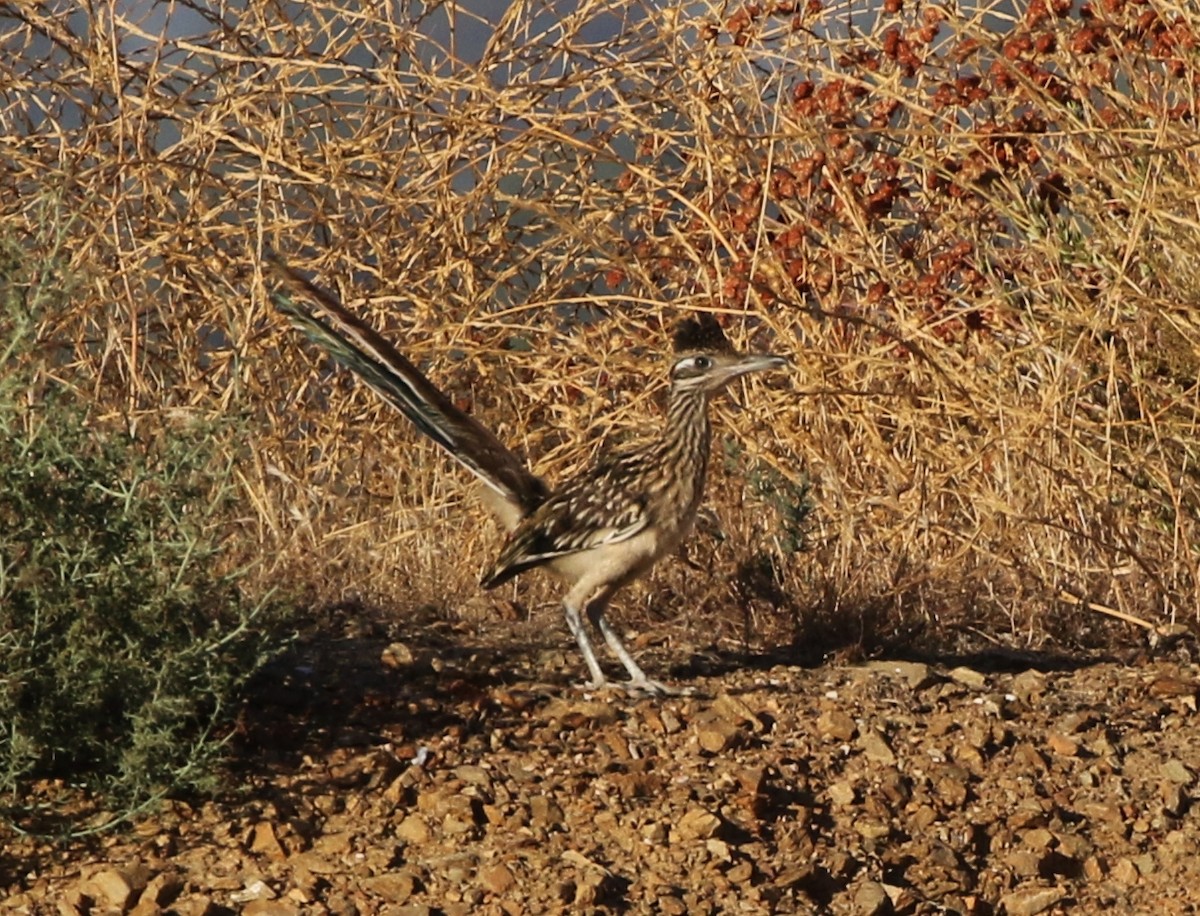 Greater Roadrunner - Tom Benson