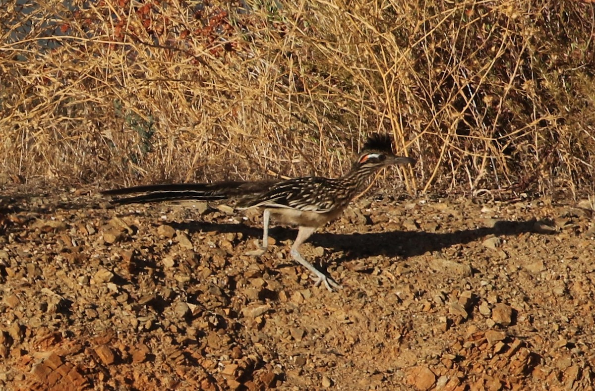 Greater Roadrunner - Tom Benson