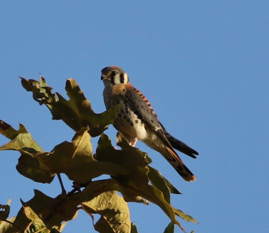 American Kestrel - ML174676531