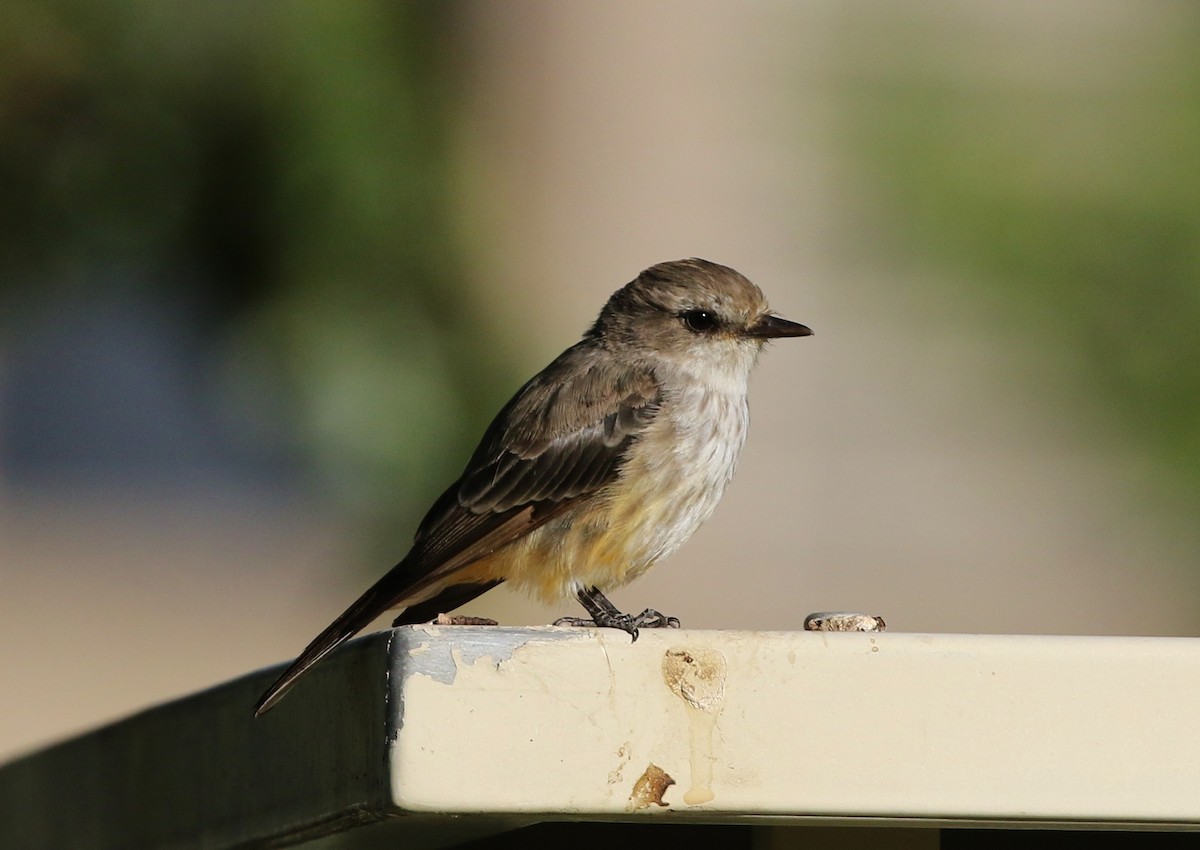 Vermilion Flycatcher - ML174676591